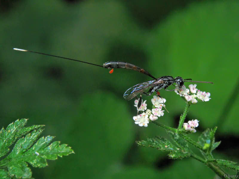 Gasteruption jaculator (Linnaeus, 1758)